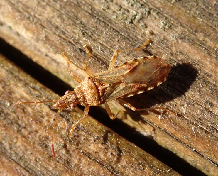 Lygaeidae: Belonochilus numenius del Veneto (TV)